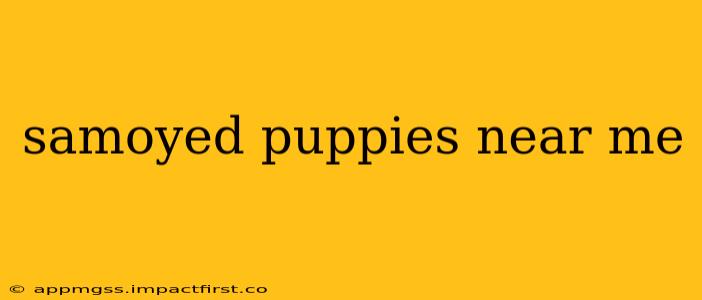 samoyed puppies near me