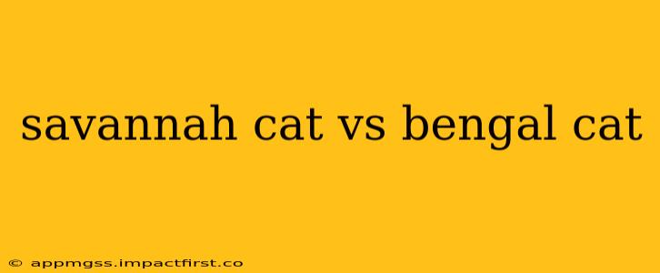 savannah cat vs bengal cat