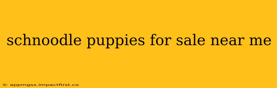 schnoodle puppies for sale near me