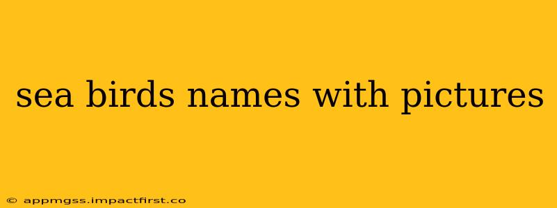 sea birds names with pictures