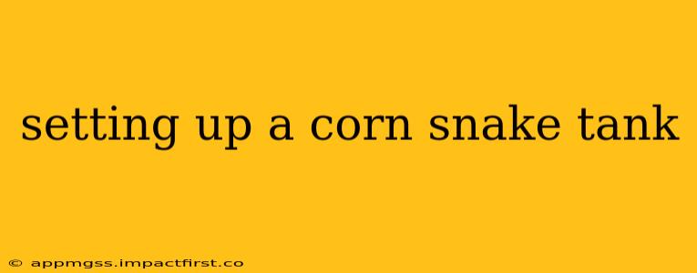 setting up a corn snake tank