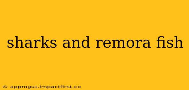 sharks and remora fish
