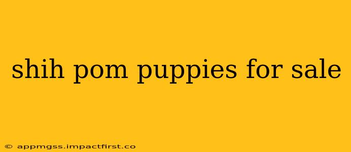 shih pom puppies for sale