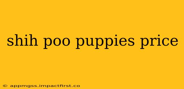 shih poo puppies price