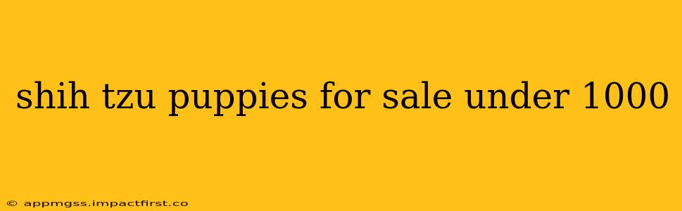 shih tzu puppies for sale under 1000