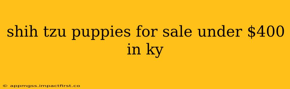 shih tzu puppies for sale under $400 in ky