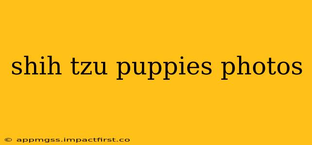 shih tzu puppies photos