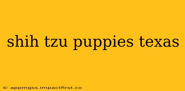 shih tzu puppies texas