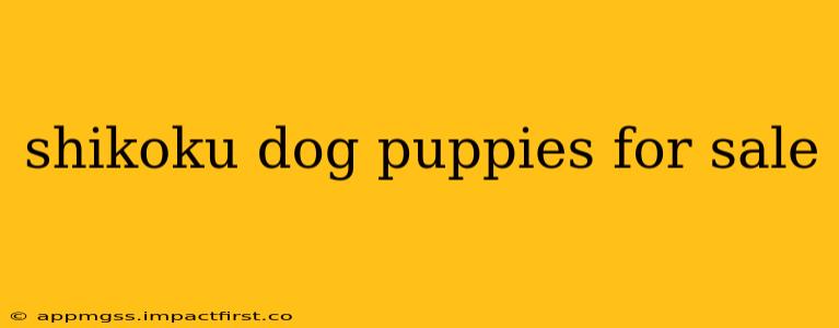 shikoku dog puppies for sale