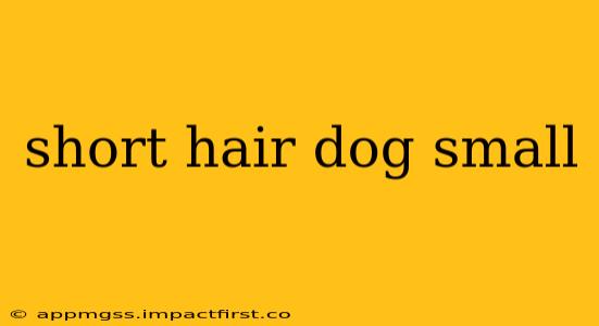 short hair dog small