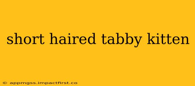 short haired tabby kitten