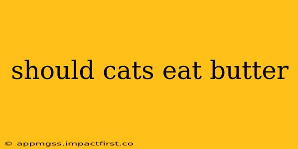 should cats eat butter