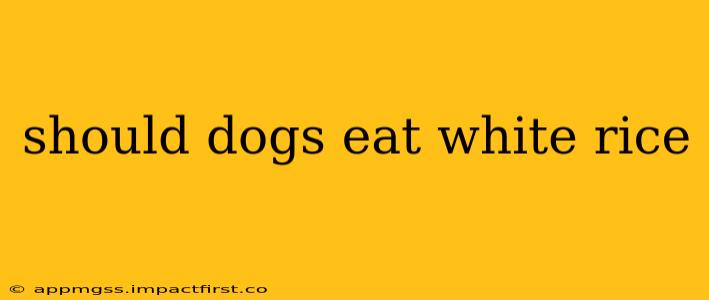 should dogs eat white rice