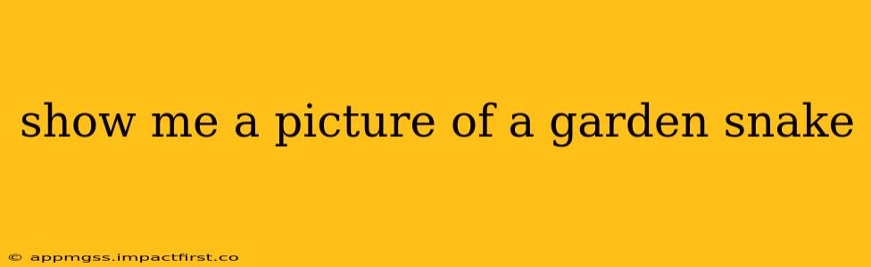 show me a picture of a garden snake