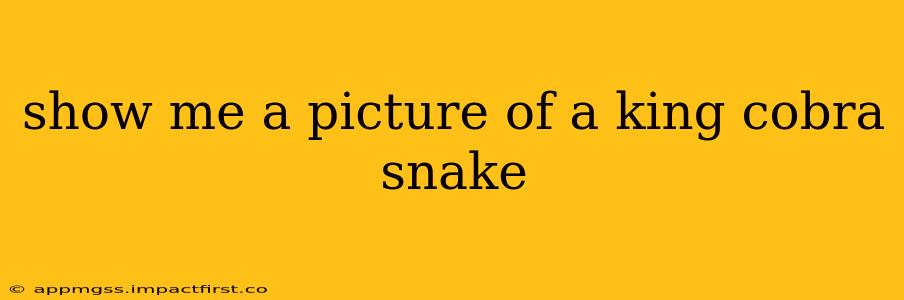 show me a picture of a king cobra snake