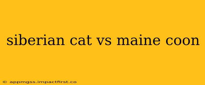 siberian cat vs maine coon
