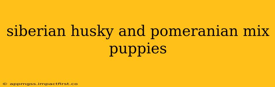 siberian husky and pomeranian mix puppies