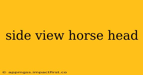 side view horse head