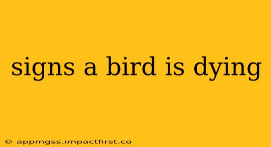 signs a bird is dying
