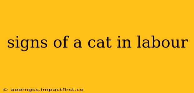signs of a cat in labour