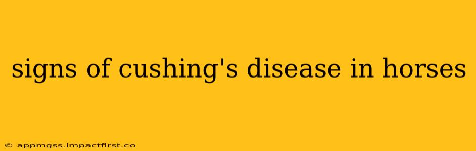 signs of cushing's disease in horses