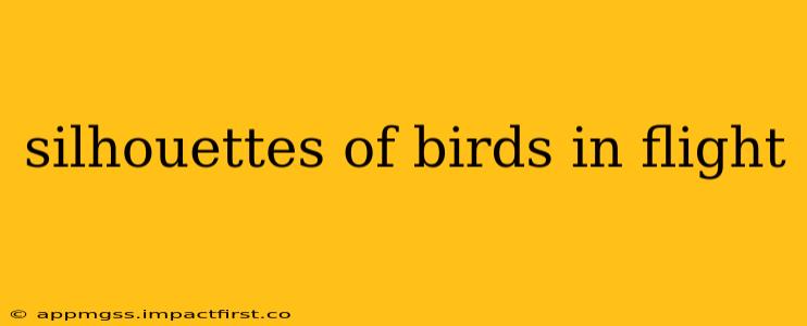 silhouettes of birds in flight