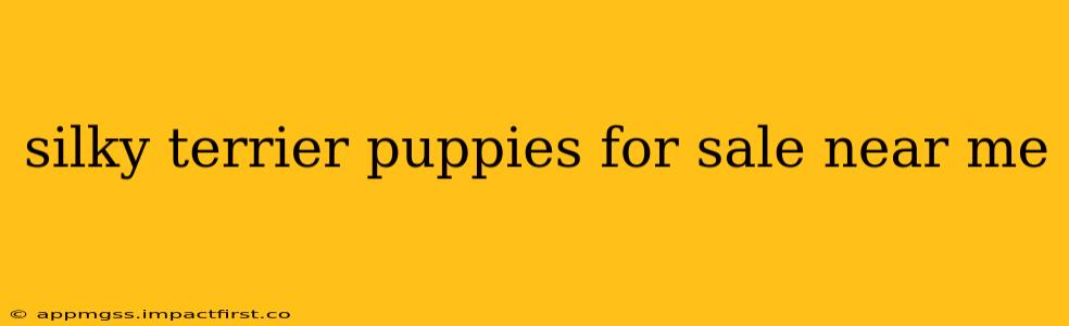 silky terrier puppies for sale near me