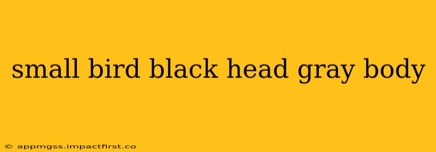 small bird black head gray body