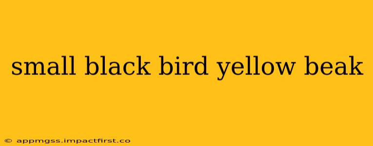 small black bird yellow beak