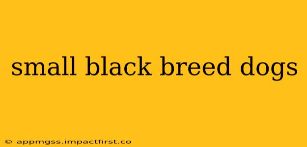 small black breed dogs
