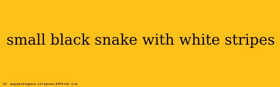 small black snake with white stripes