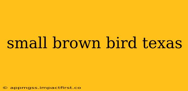 small brown bird texas