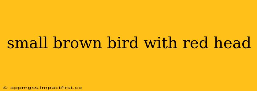 small brown bird with red head