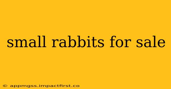 small rabbits for sale