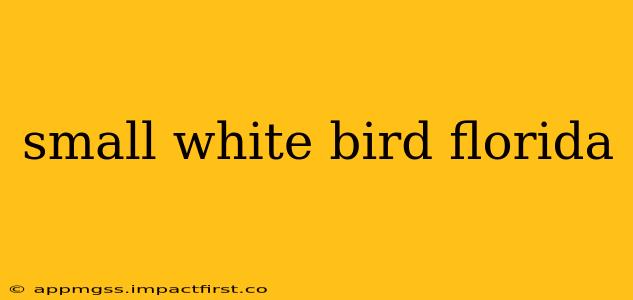 small white bird florida
