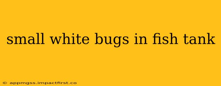 small white bugs in fish tank