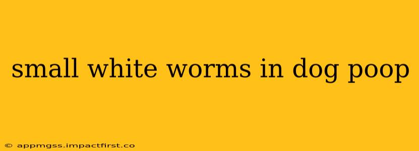small white worms in dog poop
