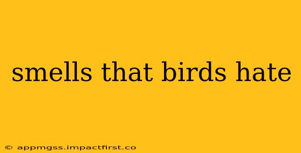 smells that birds hate