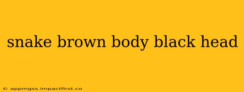 snake brown body black head