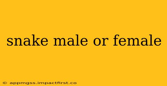 snake male or female