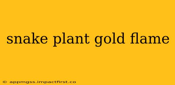 snake plant gold flame