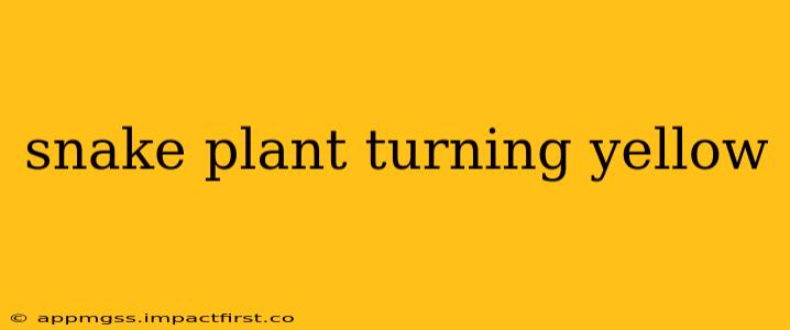 snake plant turning yellow