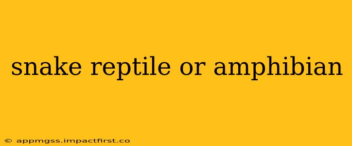 snake reptile or amphibian