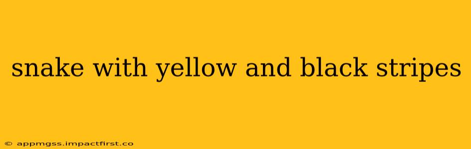snake with yellow and black stripes