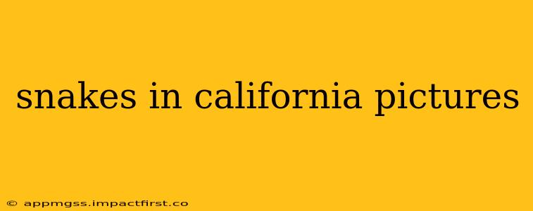 snakes in california pictures