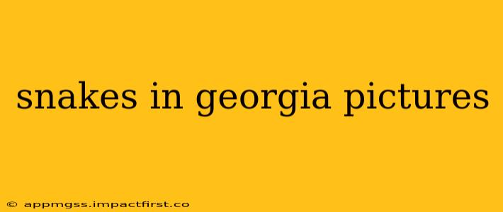 snakes in georgia pictures