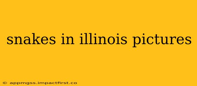 snakes in illinois pictures