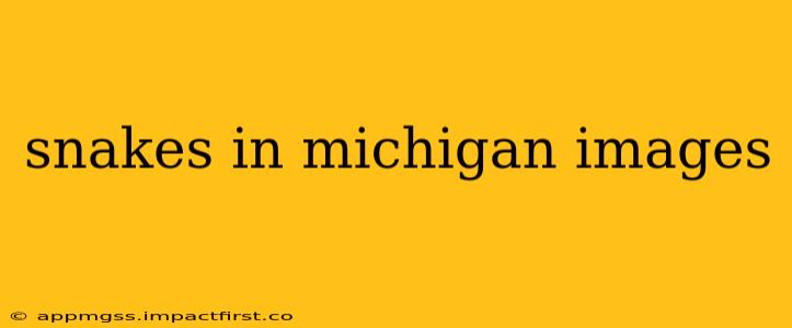 snakes in michigan images