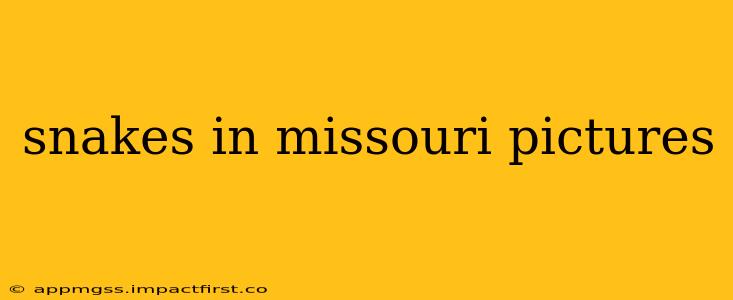 snakes in missouri pictures