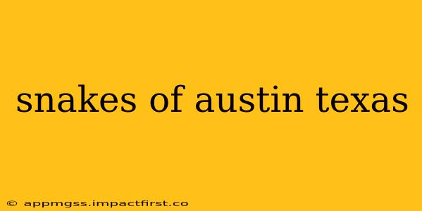 snakes of austin texas